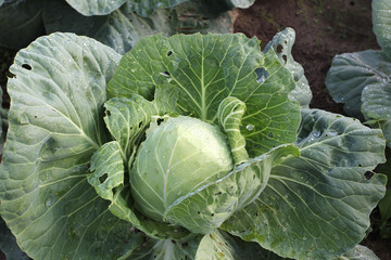 Obraz premium Green leaves of cabbage in nature