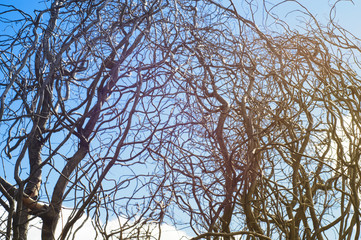 Dead trees against the sky