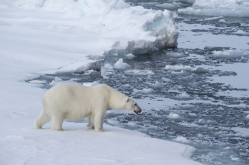 Big polar bear on drift ice edge . © Silver