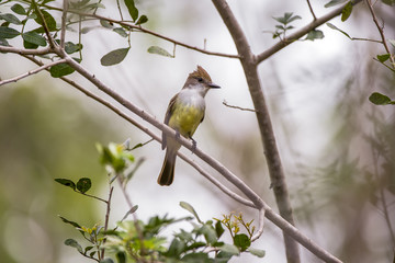 Obraz premium Maria-cavaleira (Myiarchus ferox) | Short-crested Flycatcher photographed in Linhares, Espírito Santo - Southeast of Brazil. Atlantic Forest Biome.