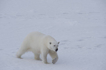 Obraz na płótnie Canvas Polar bear walking on the ice.