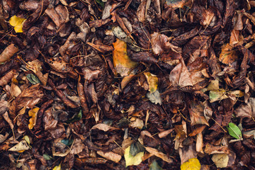 Dry, fallen leaves.