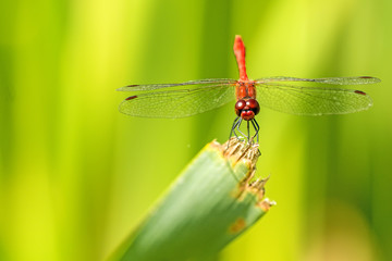 Blutrote Heidelibelle,  Sympetrum sanguineum, männlich