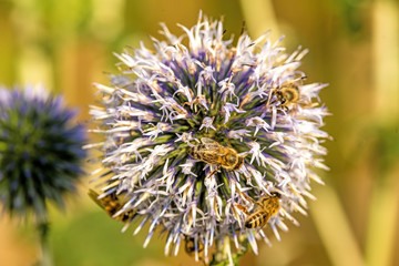 Kugeldistel, Echinops spaerocephalus, Blüte mit Bienen