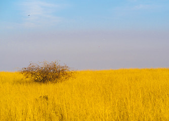 Lone tree in the plains of the prairies 