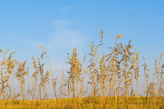 Praire Sandreed blue skies landscape of the alberta prairies