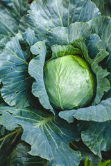 Big handsome head of cabbage grows in garden