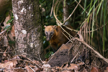Quati-de-cauda-anelada (Nasua nasua) | South American coati, or ring-tailed coati photographed in Linhares, Espírito Santo - Southeast of Brazil. Atlantic Forest Biome.