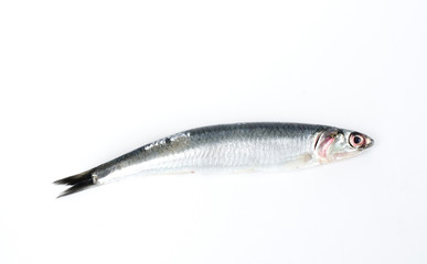 Fish, Engraulis encrasicolus.