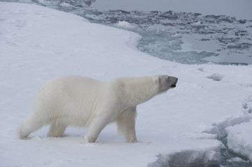 Obraz na płótnie Canvas Big polar bear on drift ice edge .