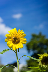 sunflower with bee with blue sky background