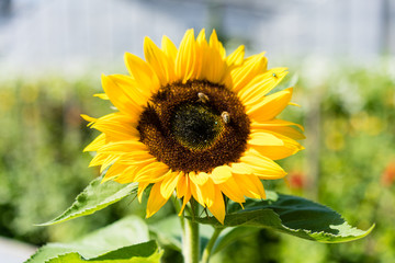 sunflower with bee with blue sky background