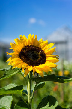 sunflower with bee and house in the background with blue sky
