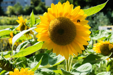 sunflowers in sunflower field with green leaves and plant