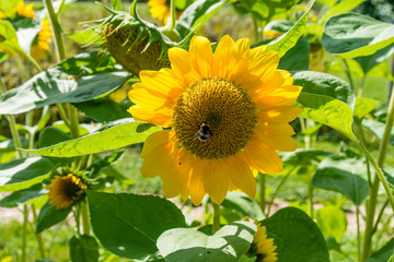 sunflowers in sunflower field with green leaves and plant