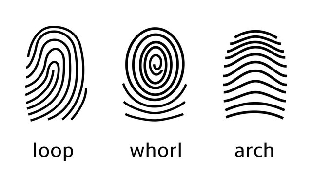 Three fingerprint types on white background. Loop, whorl, arch patterns