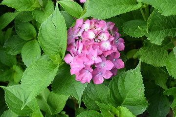 schöne Hortensie
