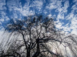 Tree against the background of the winter sky