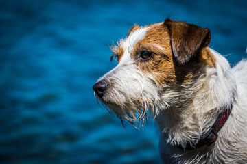 Dog Jack Russell Terrier.
