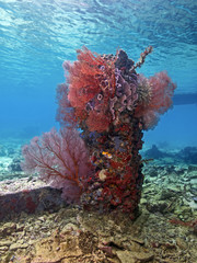 Naklejka premium Sea fans on a broken pier