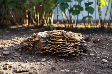 dead tree stump/trunk with growing mushrooms