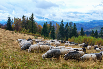 Herd of sheeps in autumn mountains.