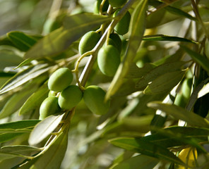 Olives 