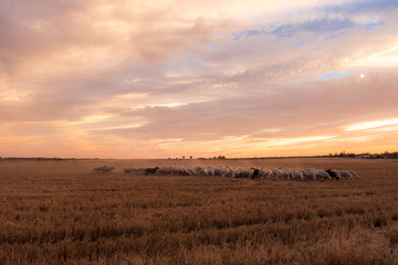 Rebaño al atardecer