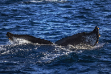 Fototapeta premium Humpback whale tail going under the surface of the pacific ocean off the coast of southern California.