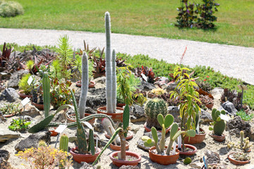 Cacti and succulents in the Zagreb Botanical Garden, Croatia. 
