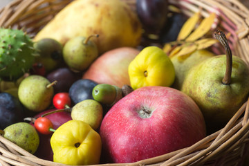fall fruits in basket still life