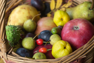 fall fruits in basket still life