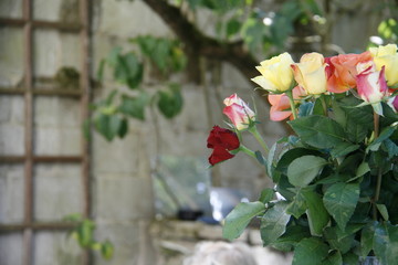 Fototapeta na wymiar roses