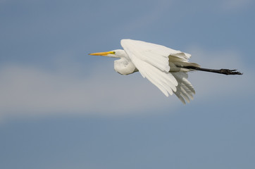White Great Egret Flying in a Blue Sky