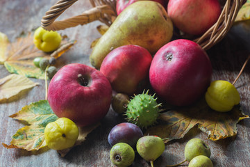fall fruits on table still life