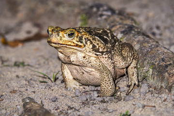 Sapo-cururu (Rhinella crucifer) | Toad photographed in Linhares, Espírito Santo - Southeast of Brazil. Atlantic Forest Biome.