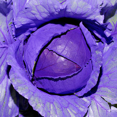 Fototapeta premium Purple cabbage background. Vegan style
