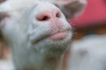 Curious goat mouth.