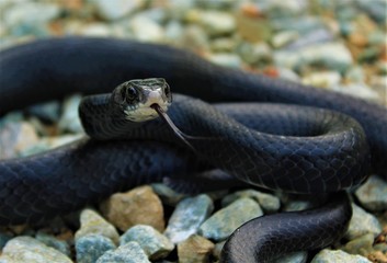 Black Racer Snake