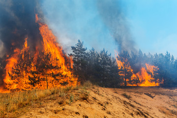 Wind blowing on a flaming trees during a forest fire.