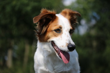 Bordercollie Leila etwas abgelenkt