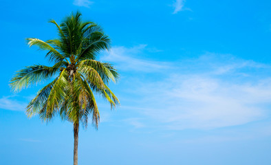 Coconut tree on the sky background