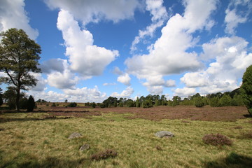Heidefl&auml;che in Niederhaverbeck