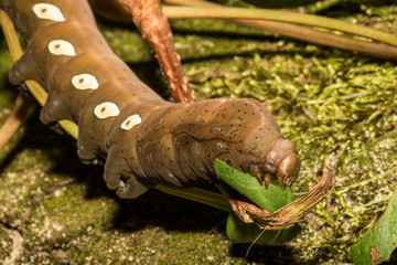 Pandora Sphinx Moth Larva