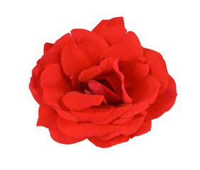 Rose in red color on a white background