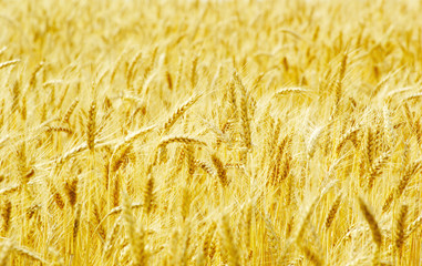 Fields of wheat at the end of summer fully ripe