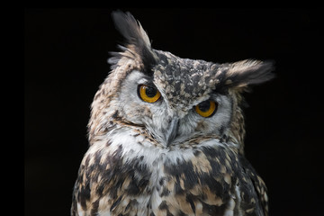 Fototapeta premium portrait of an eagle owl very close up with black background and looking straight at camera with its head slightly tilted and vacant expression