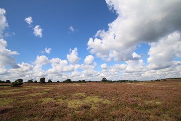 Fototapeta premium Große blühende Heidefläche