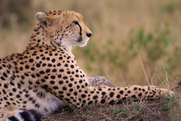 Cheetah Searching for Prey