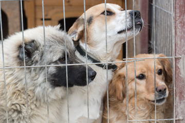 portrait of  dog puppy shelter adopt don't shop cub pup love nose